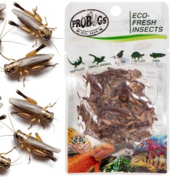 Świeże świerszcze - ProBugs Eco-Fresh Cricket 6g Świeże świerszcze - ProBugs Eco-Fresh Cricket 6g