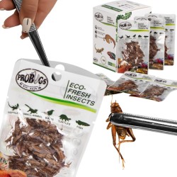 Świeże świerszcze - ProBugs Eco-Fresh Cricket 6g Świeże świerszcze - ProBugs Eco-Fresh Cricket 6g