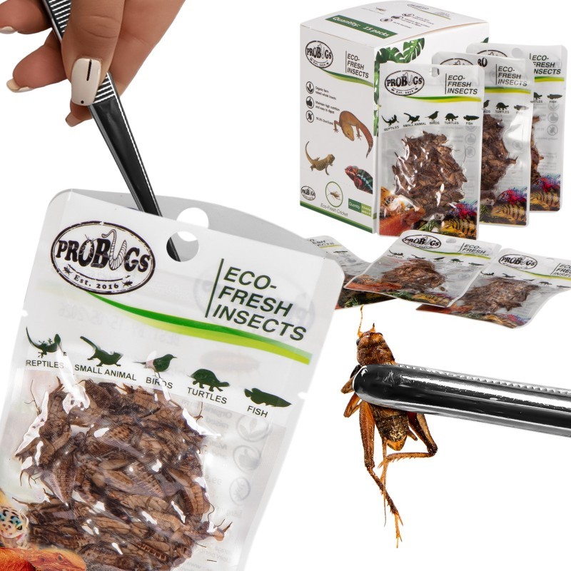 Świeże świerszcze - ProBugs Eco-Fresh Cricket 6g Świeże świerszcze - ProBugs Eco-Fresh Cricket 6g
