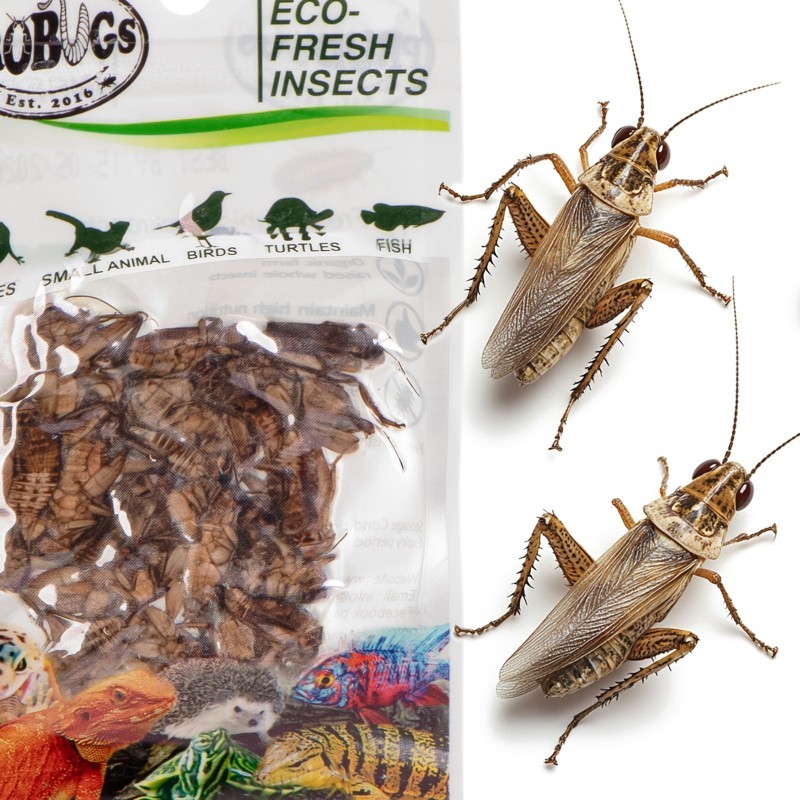 Świeże świerszcze - ProBugs Eco-Fresh Cricket 6g Świeże świerszcze - ProBugs Eco-Fresh Cricket 6g
