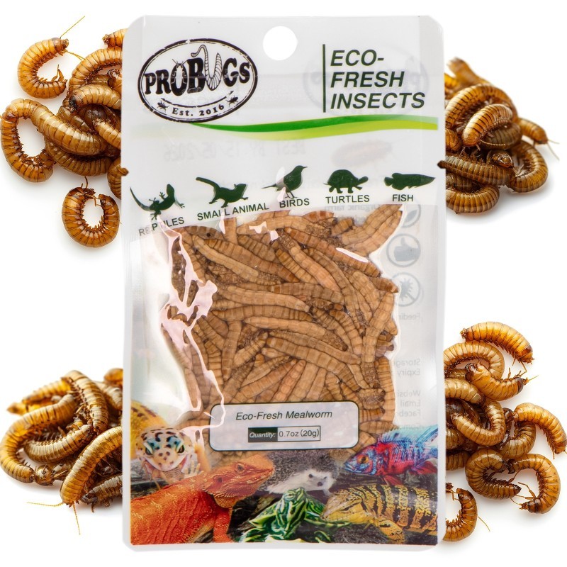 Świeże larwy mącznika - ProBugs Eco-Fresh Mealworm 20g