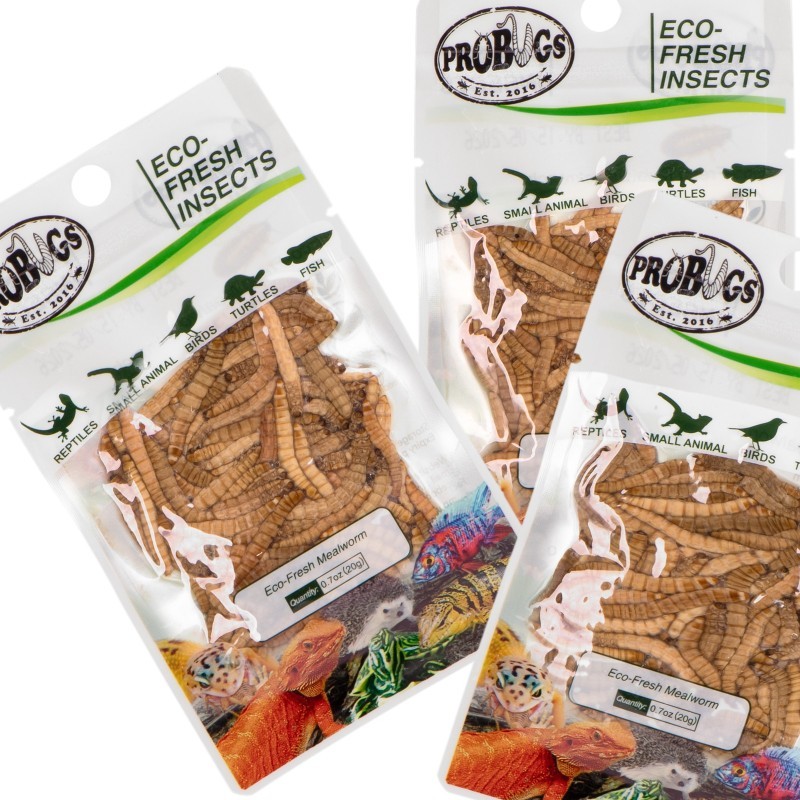 Świeże larwy mącznika - ProBugs Eco-Fresh Mealworm 20g