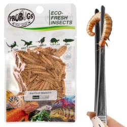 Świeże larwy mącznika - ProBugs Eco-Fresh Mealworm 20g