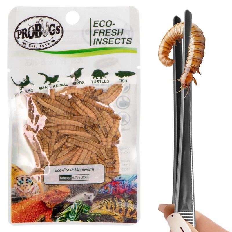 Świeże larwy mącznika - ProBugs Eco-Fresh Mealworm 20g