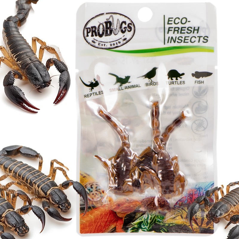 Świeże skorpiony - ProBugs Eco-Fresh Scorpion 3szt. Świeże skorpiony - ProBugs Eco-Fresh Scorpion 3szt.