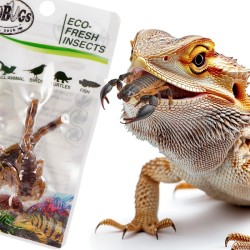 Świeże skorpiony - ProBugs Eco-Fresh Scorpion 3szt. Świeże skorpiony - ProBugs Eco-Fresh Scorpion 3szt.