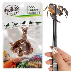 Świeże skorpiony - ProBugs Eco-Fresh Scorpion 3szt. Świeże skorpiony - ProBugs Eco-Fresh Scorpion 3szt.