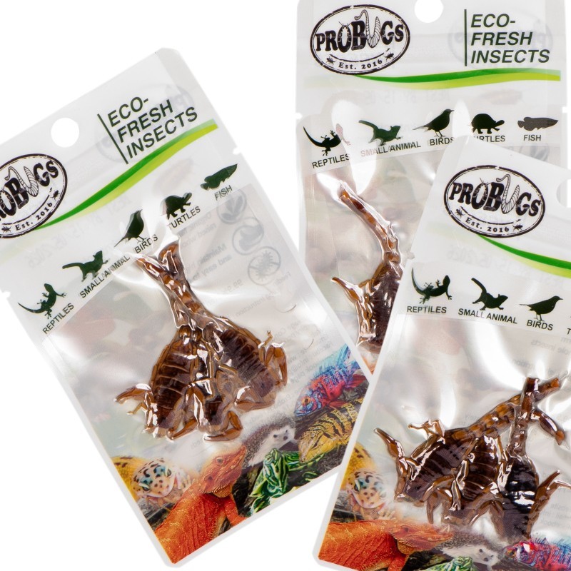 Świeże skorpiony - ProBugs Eco-Fresh Scorpion 3szt. Świeże skorpiony - ProBugs Eco-Fresh Scorpion 3szt.