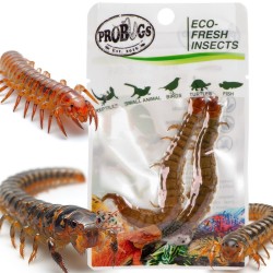 Świeże skolopendry - ProBugs Eco-Fresh Scolopendra Centipede 2szt. Świeże skolopendry - ProBugs Eco-Fresh Scolopendra Centipede 2szt.