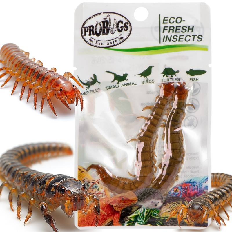 Świeże skolopendry - ProBugs Eco-Fresh Scolopendra Centipede 2szt. Świeże skolopendry - ProBugs Eco-Fresh Scolopendra Centipede 2szt.