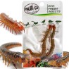 Świeże skolopendry - ProBugs Eco-Fresh Scolopendra Centipede 2szt.