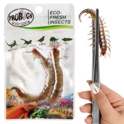 Świeże skolopendry - ProBugs Eco-Fresh Scolopendra Centipede 2szt. Świeże skolopendry - ProBugs Eco-Fresh Scolopendra Centipede 2szt.