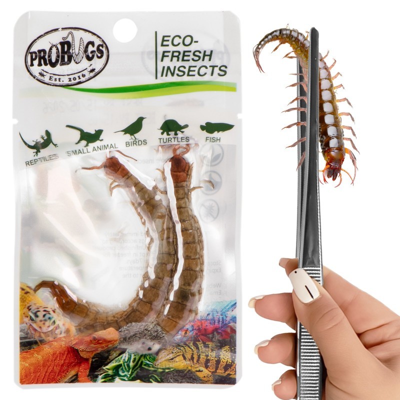 Świeże skolopendry - ProBugs Eco-Fresh Scolopendra Centipede 2szt. Świeże skolopendry - ProBugs Eco-Fresh Scolopendra Centipede 2szt.