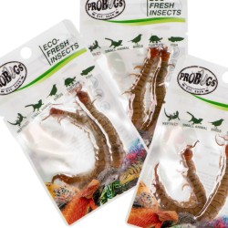 Świeże skolopendry - ProBugs Eco-Fresh Scolopendra Centipede 2szt. Świeże skolopendry - ProBugs Eco-Fresh Scolopendra Centipede 2szt.