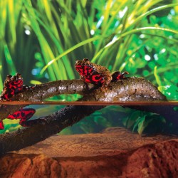 Liana do terrarium Jungle Vine L 182 cm EXO TERRA Liana do terrarium Jungle Vine L 182 cm EXO TERRA