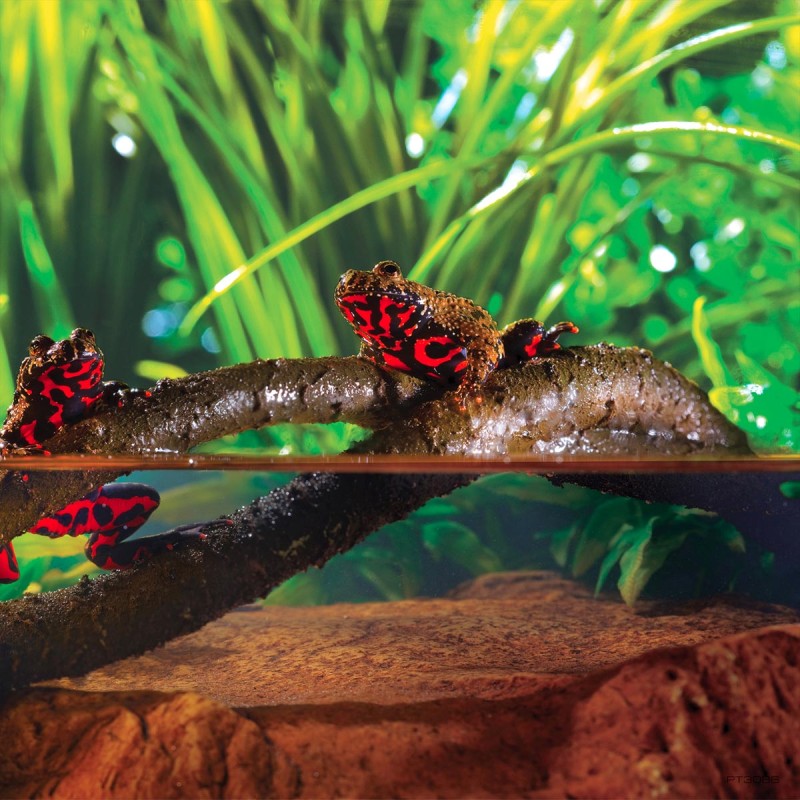 Liana do terrarium Jungle Vine L 182 cm EXO TERRA Liana do terrarium Jungle Vine L 182 cm EXO TERRA