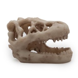 Czaszka Dinozaura T-Rex 8cm
