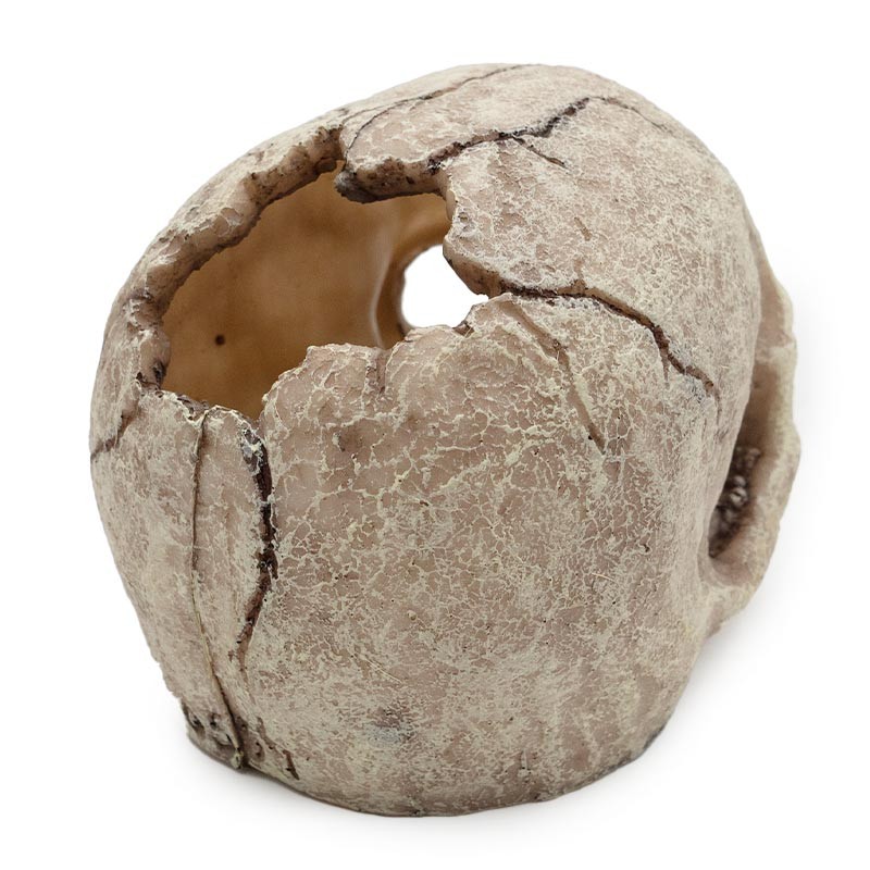 Czaszka Ludzka XL 14cm do Terrarium ATD