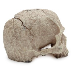 Czaszka Ludzka XL 14cm do Terrarium ATD