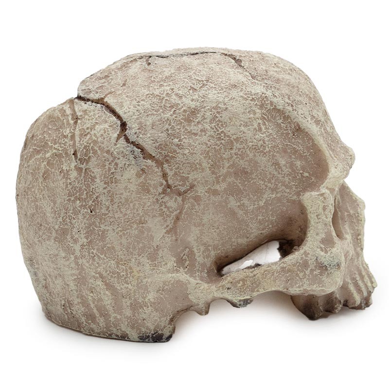 Czaszka Ludzka XL 14cm do Terrarium ATD