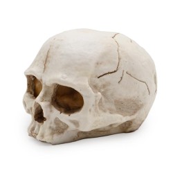 Czaszka Ludzka 11cm ATD