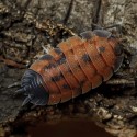 Porcellio Scaber Lava
