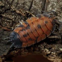 Porcellio Scaber Lava