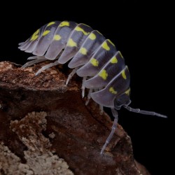 Armadillidium Gestroi