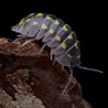12x Armadillidium Gestroi