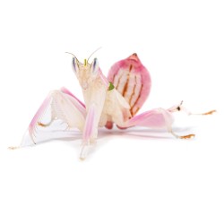 Modliszka storczykowa (Hymenopus coronatus)