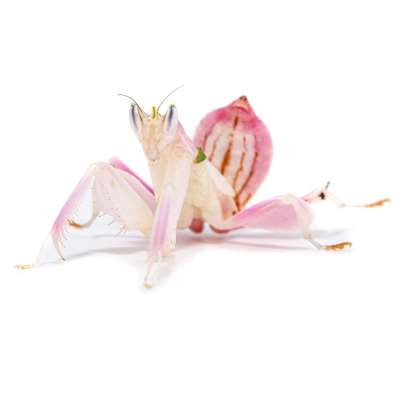 Modliszka storczykowa (Hymenopus coronatus)