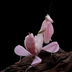 Modliszka storczykowa (Hymenopus coronatus)