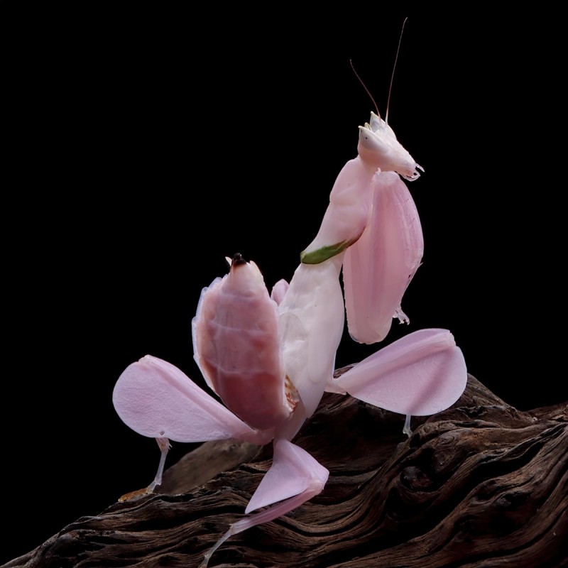 Modliszka storczykowa (Hymenopus coronatus)