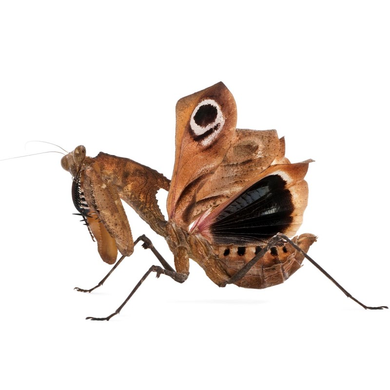 Modliszka liść (Deroplatys dessicata) Modliszka liść (Deroplatys dessicata)