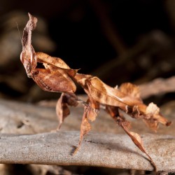 Modliszka duch liściogłowa (Phyllocrania paradoxa) Modliszka duch liściogłowa (Phyllocrania paradoxa)