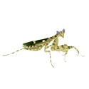Modliszka oczkowa (Creobroter sp. Yunnan) Modliszka oczkowa (Creobroter sp. Yunnan)