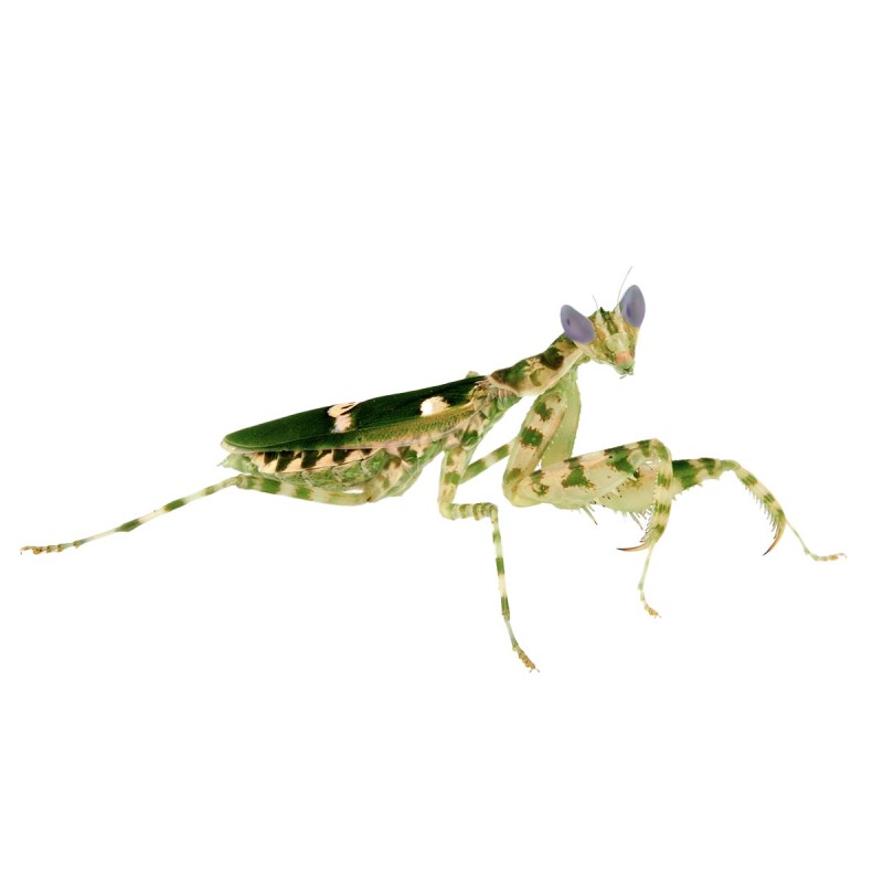 Modliszka oczkowa (Creobroter sp. Yunnan) Modliszka oczkowa (Creobroter sp. Yunnan)