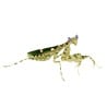 Modliszka oczkowa (Creobroter sp. Yunnan)