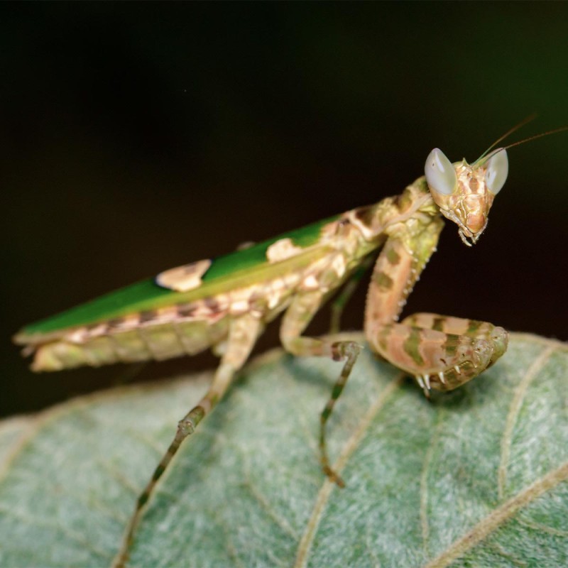 Modliszka oczkowa (Creobroter sp. Yunnan) Modliszka oczkowa (Creobroter sp. Yunnan)
