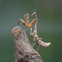 Modliszka liść (Deroplatys dessicata) Modliszka liść (Deroplatys dessicata)