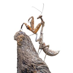 Modliszka liść (Deroplatys dessicata) Modliszka liść (Deroplatys dessicata)