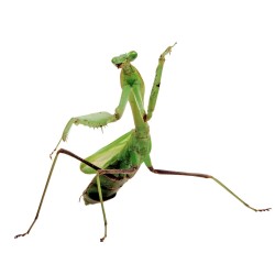 Modliszka australijska (Hierodula majuscula)
