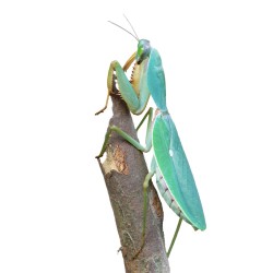 Olbrzymia modliszka tarczowa (Rhombodera valida)