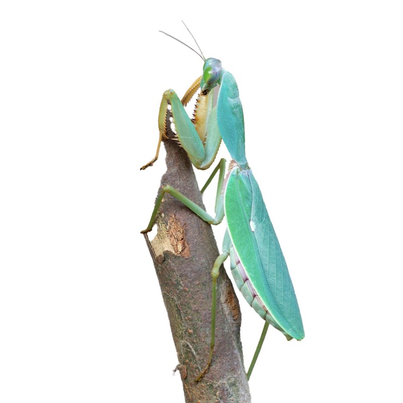 Olbrzymia modliszka tarczowa (Rhombodera valida)