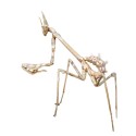 Modliszka (Empusa hedenborgii)