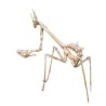 Modliszka (Empusa hedenborgii)