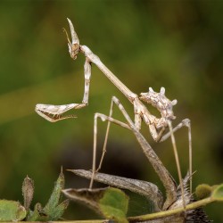 Modliszka (Empusa hedenborgii)