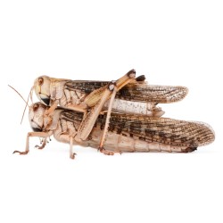 Szarańcza wędrowna (Locusta migratoria) Szarańcza wędrowna (Locusta migratoria)