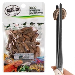Świeże larwy muchy czarnej - ProBugs Eco-Fresh Black Solider Fly Larvae 20g Świeże larwy muchy czarnej - ProBugs Eco-Fresh Black Solider Fly Larvae 20g