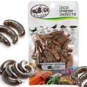 Świeże larwy muchy czarnej - ProBugs Eco-Fresh Black Solider Fly Larvae 20g Świeże larwy muchy czarnej - ProBugs Eco-Fresh Black Solider Fly Larvae 20g